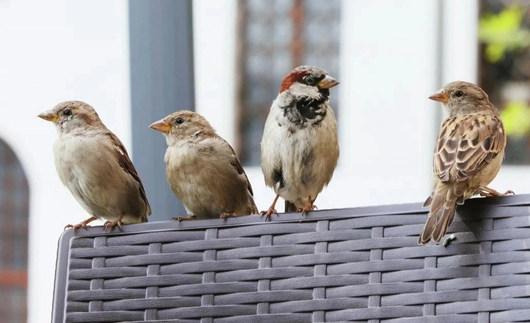 🐦 На перепись воробьёв в России потратят 13,6 млн рублей.