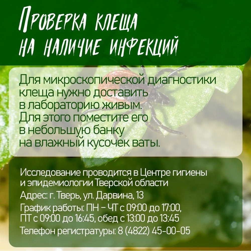 ❗В Тверской области начался сезон активности клещей️ Укус клеща может вызвать не только покраснение 