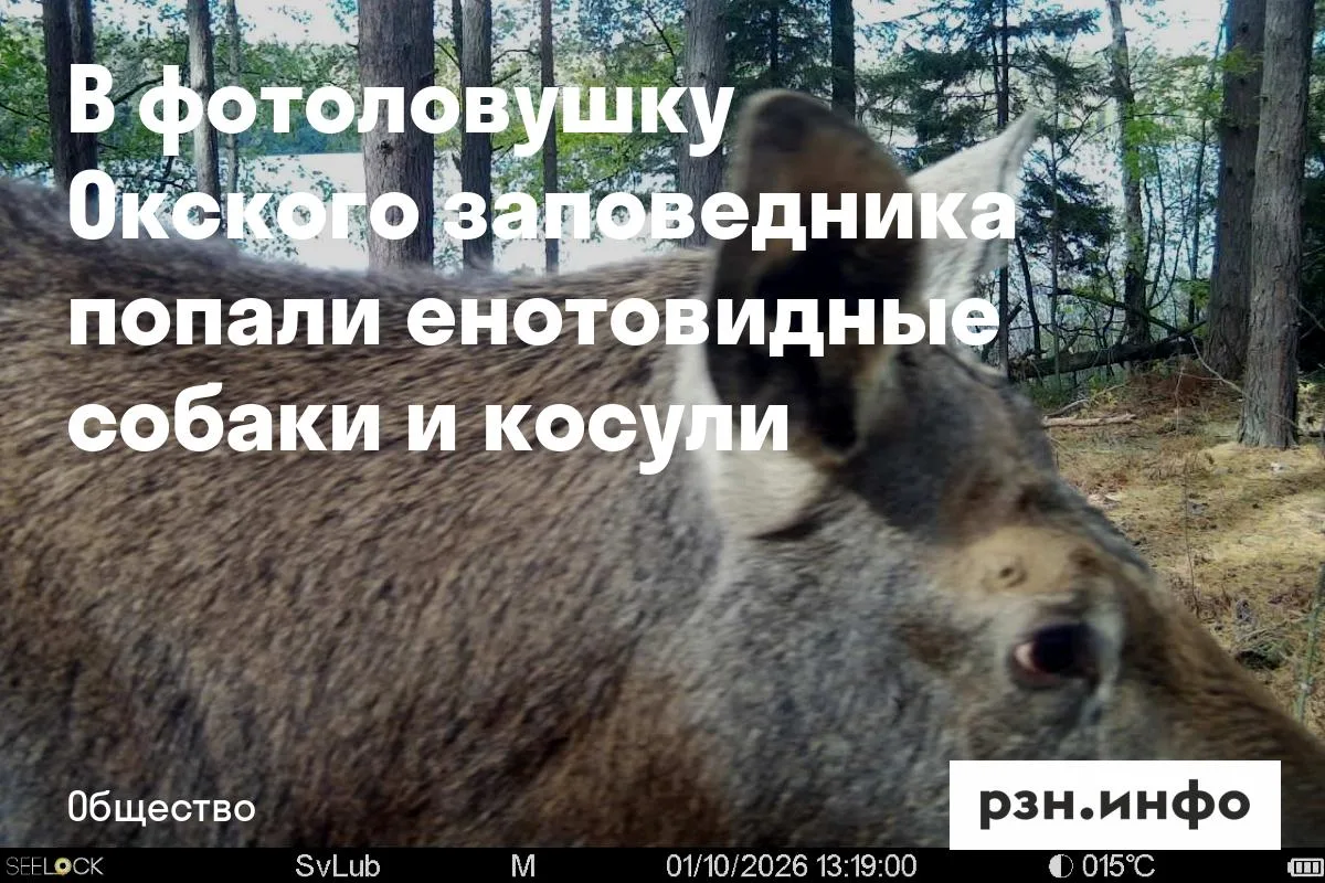 В фотоловушку Окского заповедника попали енотовидные собаки и косули