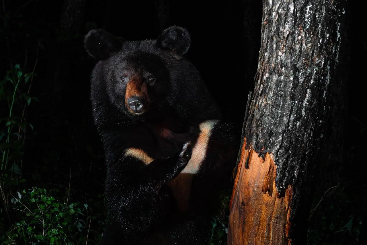 🐻 Упрямый медведь 6 дней «штурмовал» улей диких пчёл ради мёда в Приморье.