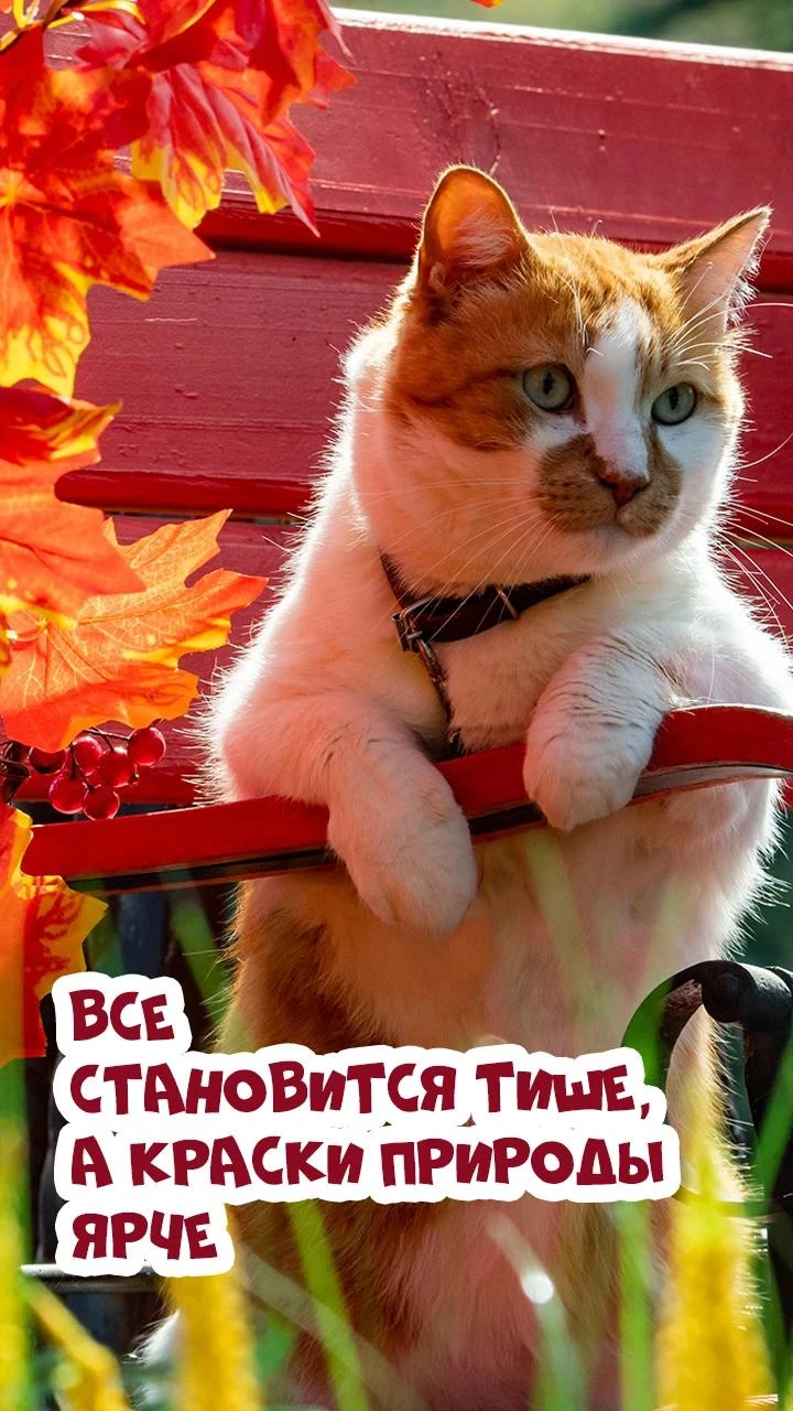 😻Октябрь – мой самый любимый месяц осени.