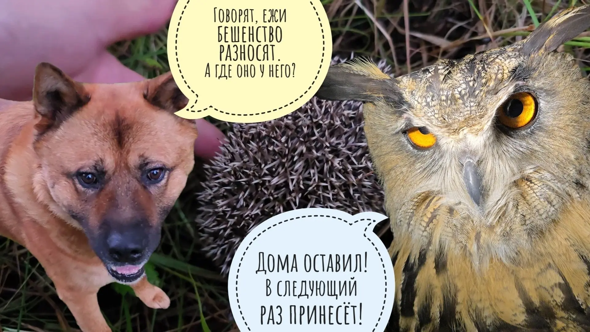 Пёс Кубик нашёл буйного орущего еженёнка. Отхлебнул наш инвертор за 100 тыщ из-за сбоя электричества
