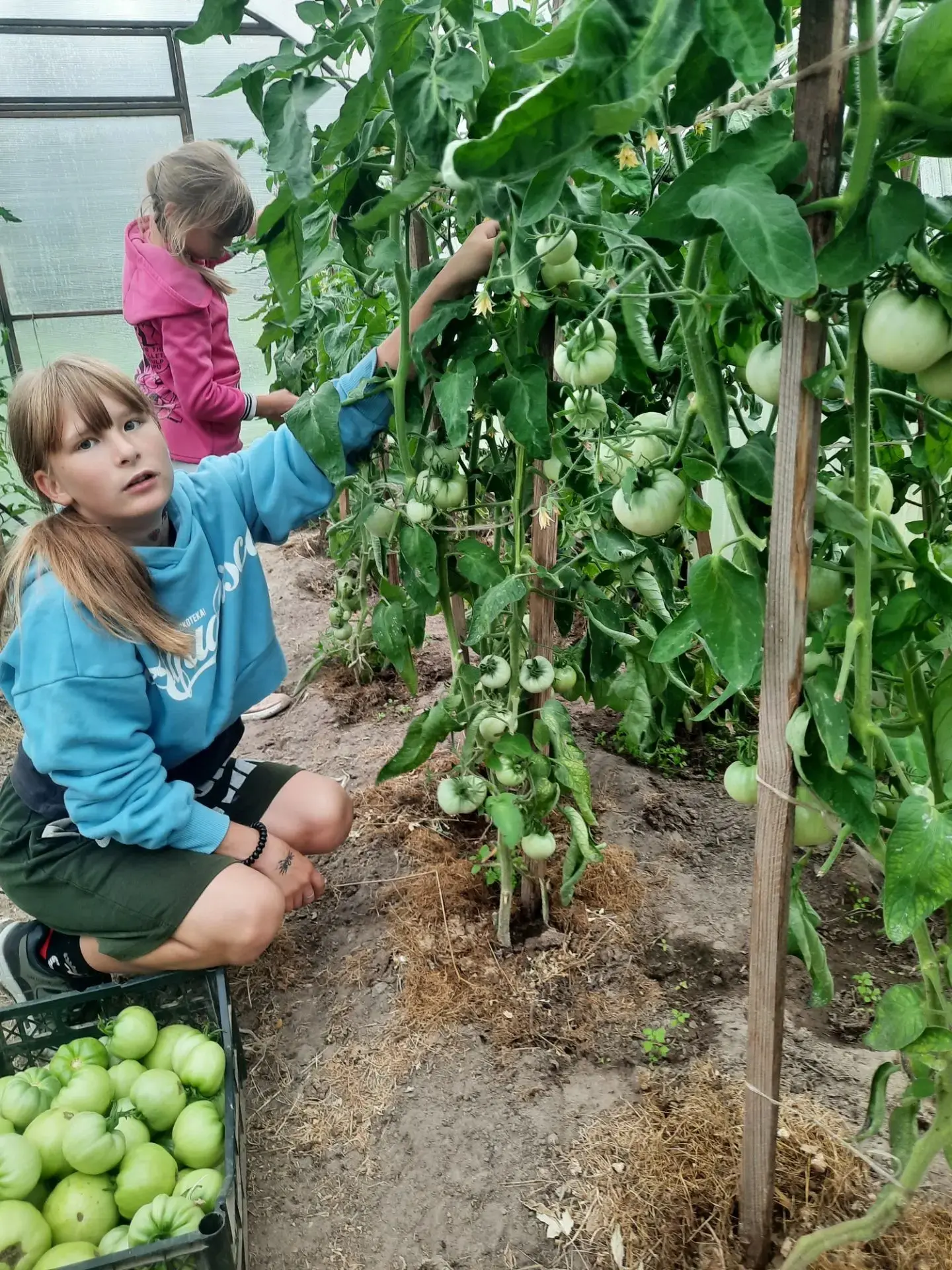 🍅🥒На приусадебном хозяйстве наши ребята вместе с наставником с интересом следят за пр...