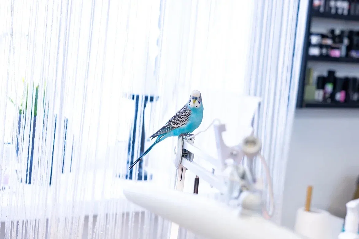 Лучший на работе!  🦜В Ликино-Дулеве появилась настоящая звезда. Попугай по имени Чико – главный сотр