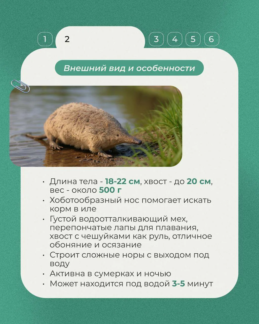 Сегодня в рубрике «Животные Красной книги» рассказываем об уникальном животном России —...