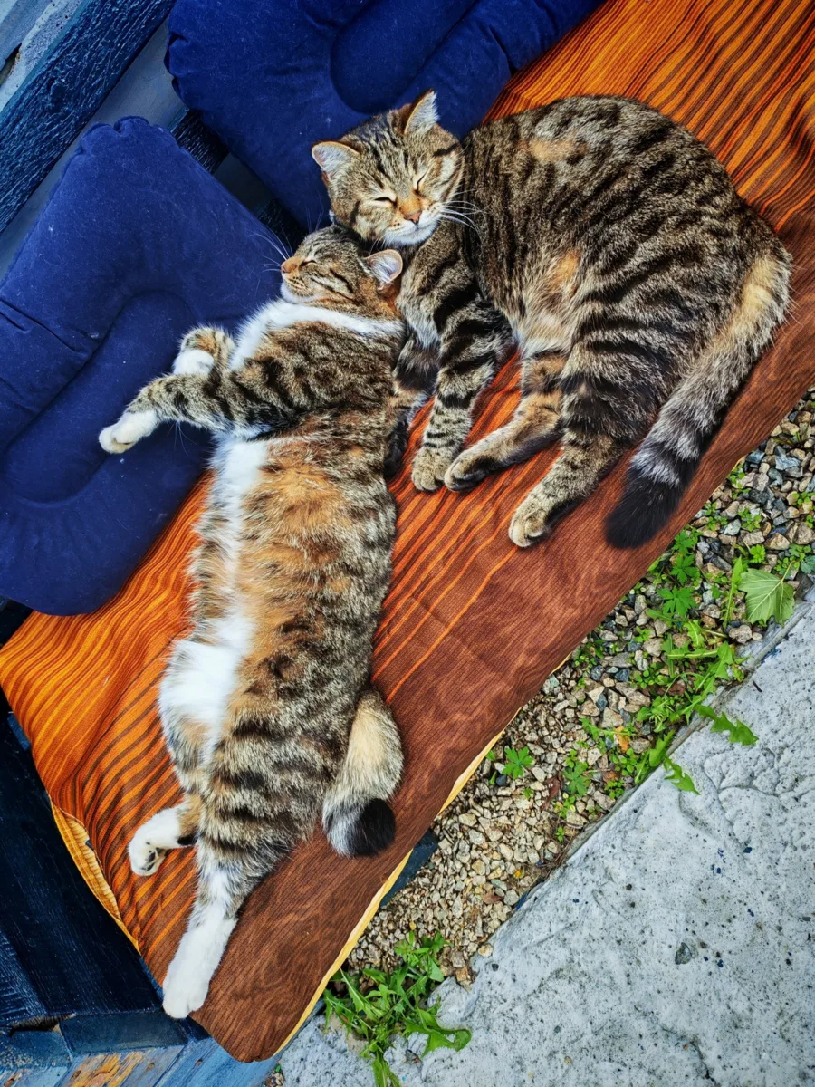 У Петуньи и Гороши сиеста 😸

#утренний_кот_от_читателей_АП