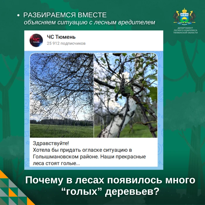 🌿 Почему в лесах появилось много "голых" деревьев?