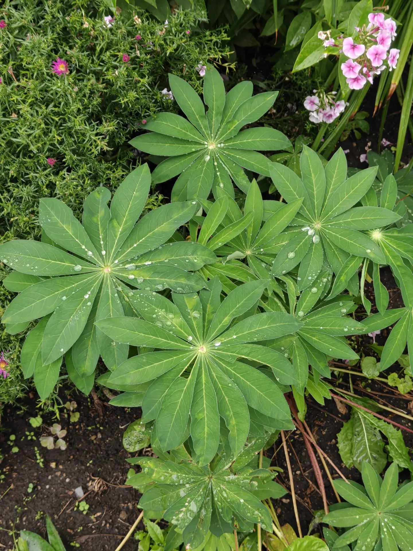Пальчатосложные листья люпина многолистного (Lupinus polyphyllus) с капельками росы или...