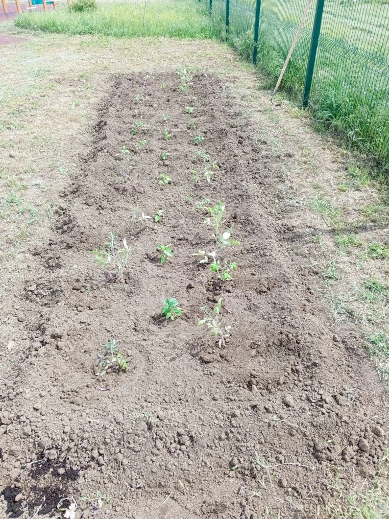 🌈Юные эколята  приступили к огородным работам на грядках детского сада «Золотой петушок».Воспитанни