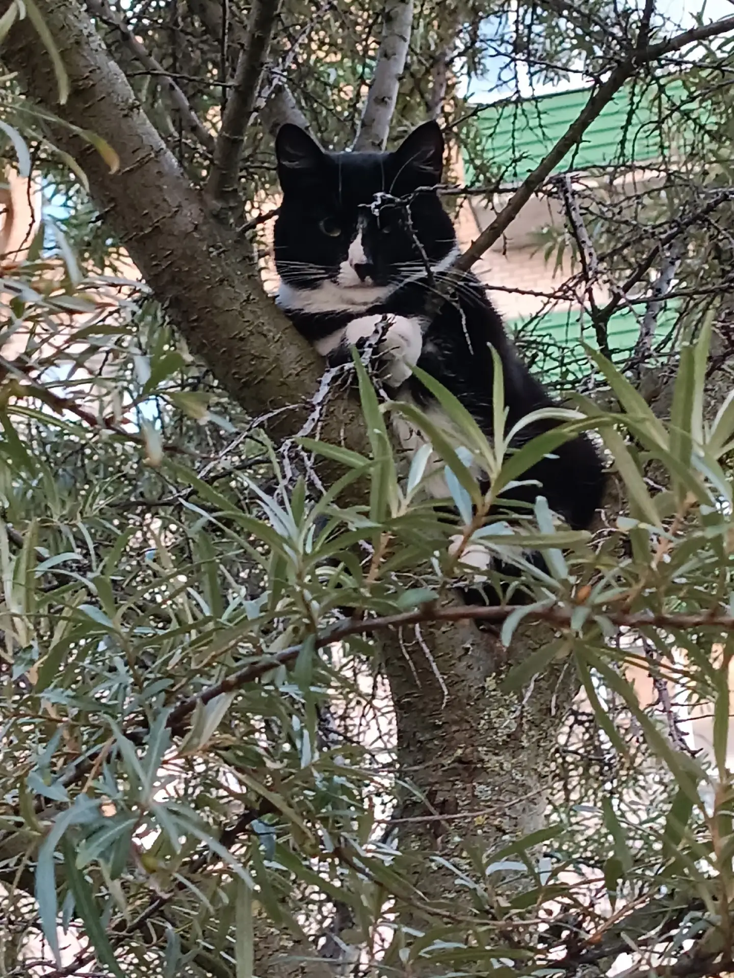 Давно не видел котика на дереве. 🥰