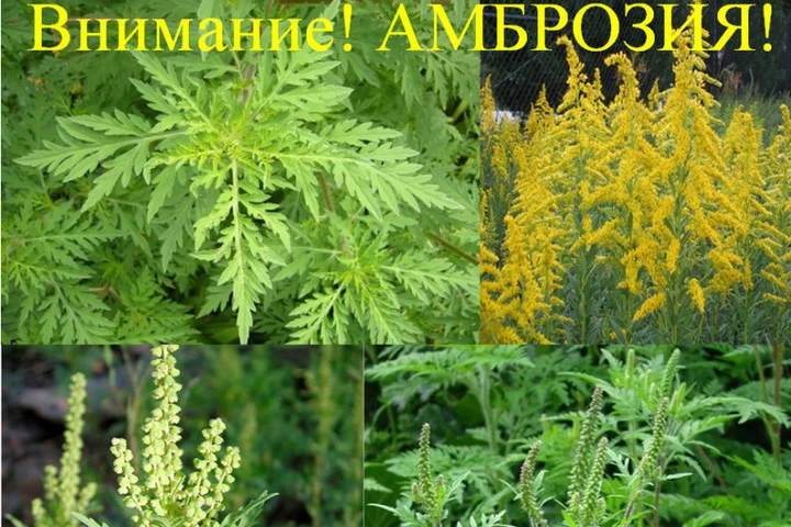 ⚠️Информация об опасном карантинном сорняке — Амброзии полыннолистной.