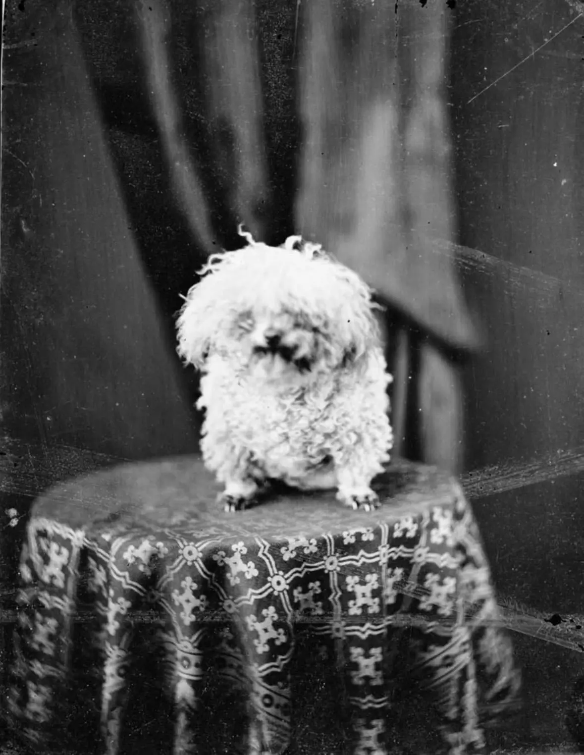 Этот пес позировал фотографу еще тогда, когда фотография была чудом 🐶📸