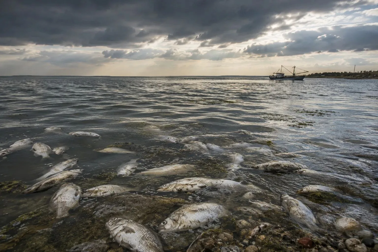 В Азовском море ввели заморный период

Ограничения действуют в Таганрогском заливе, Керченском проли