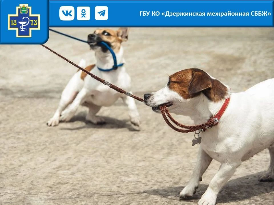🤔Ошейник или шлейка?
