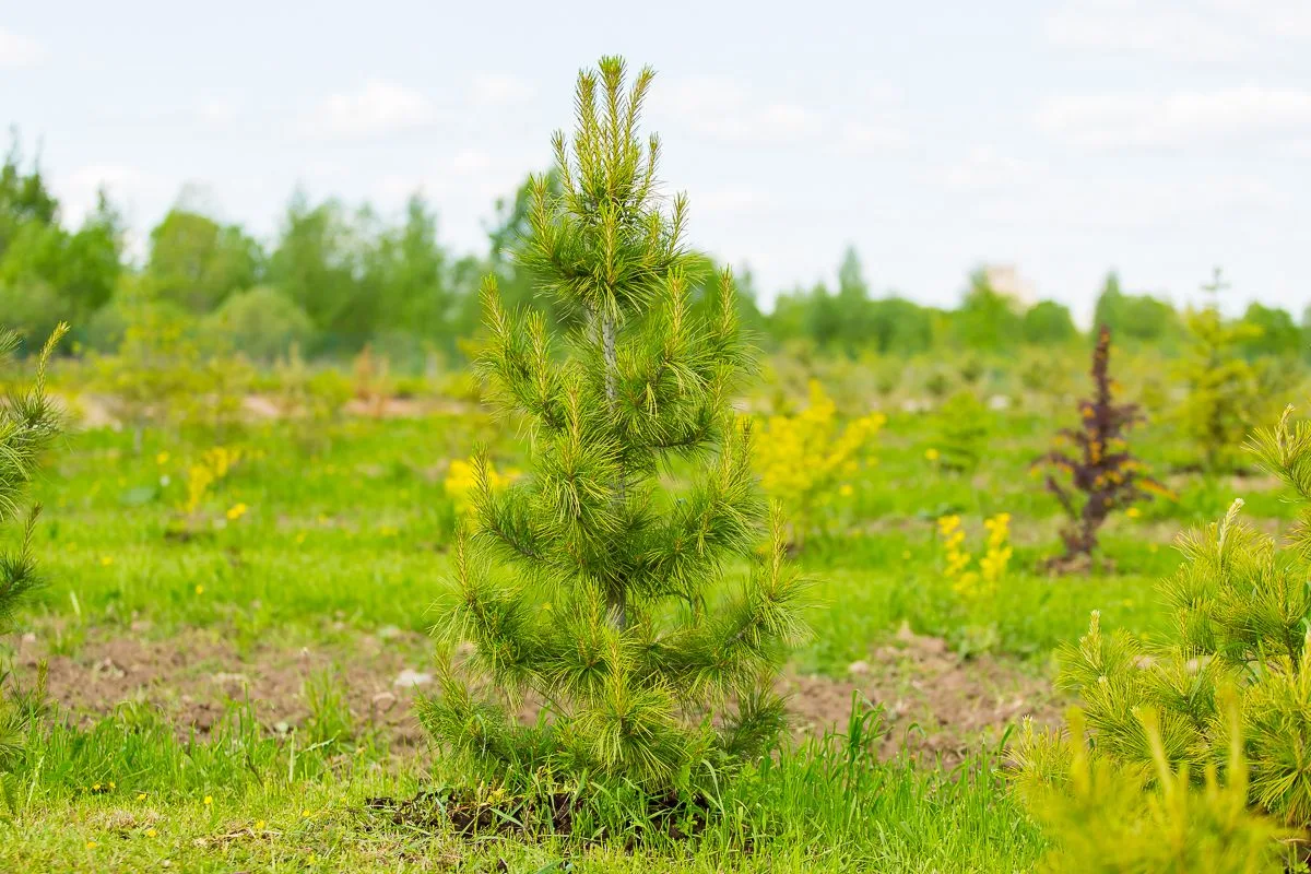 Лес не растёт сам по себе 🌲