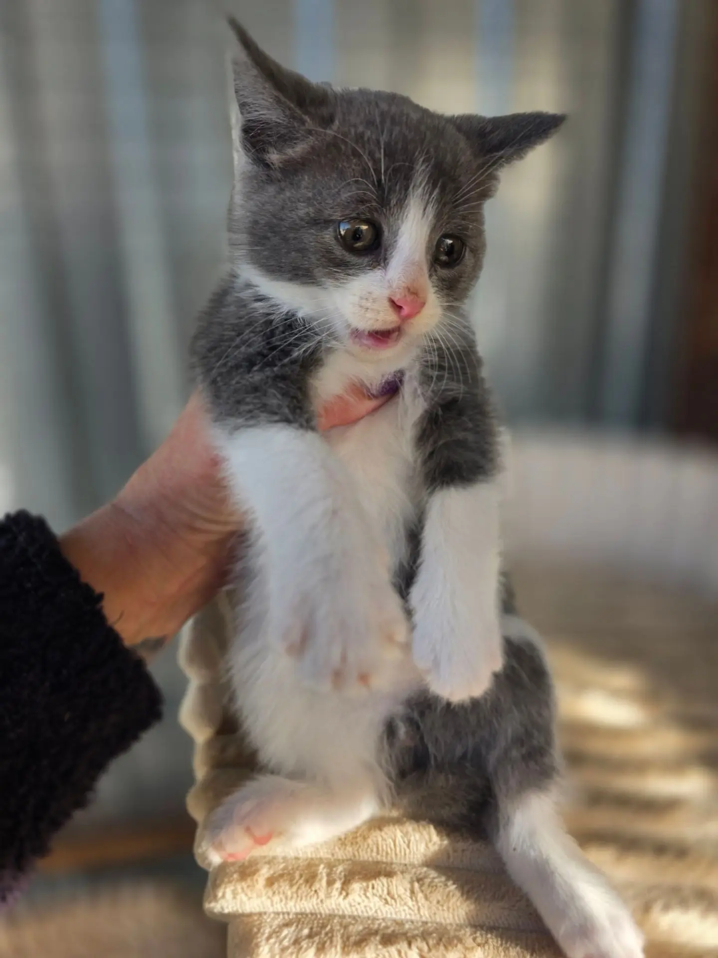 Котейки в добрые руки🥰8-938-530-26-07 Елена