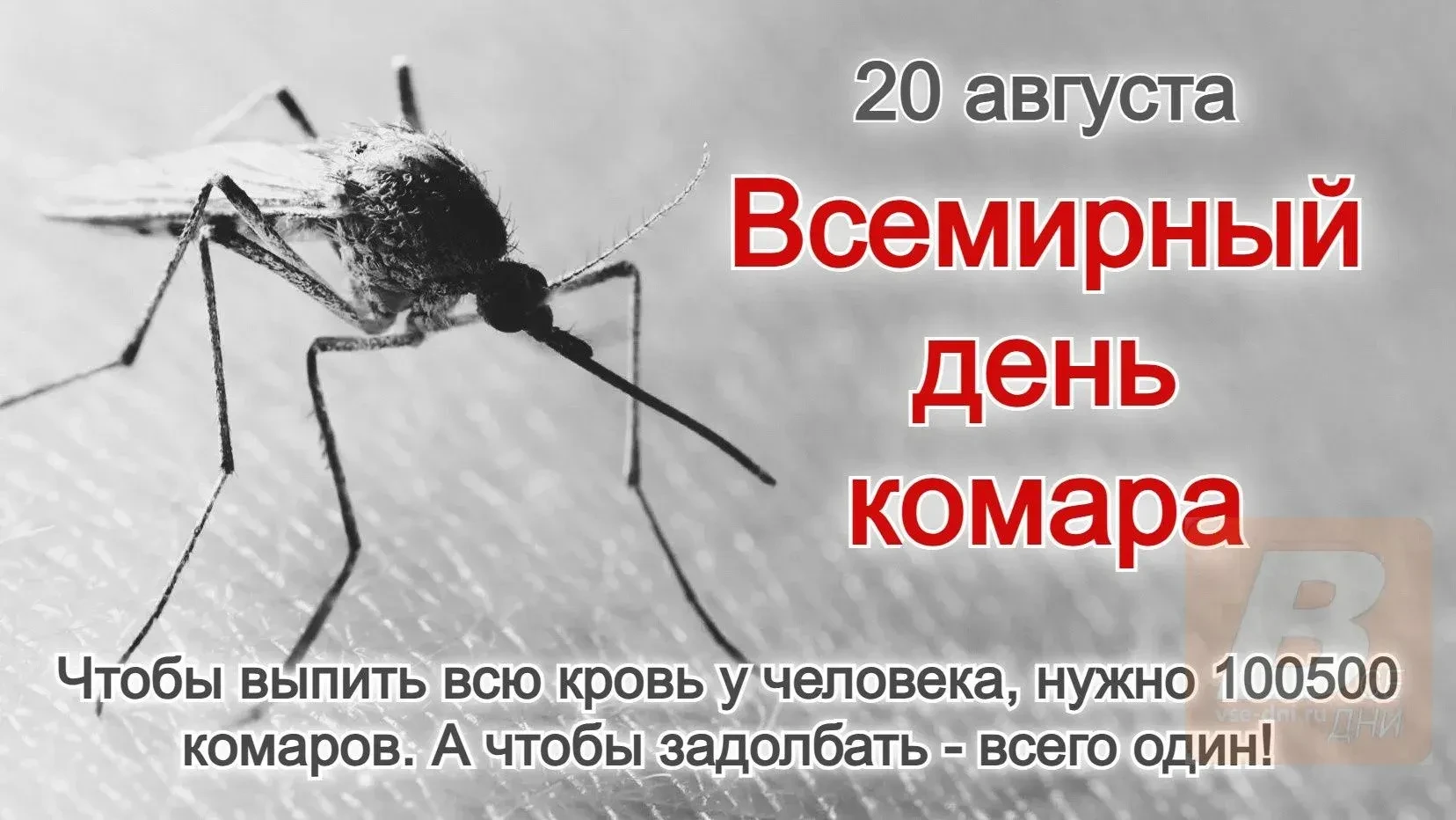 Комар твой не комар, а разве клоп вонючий;