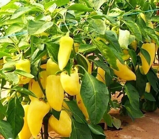 Пoдкapмливaeм пepeц 🫑🌶🫑