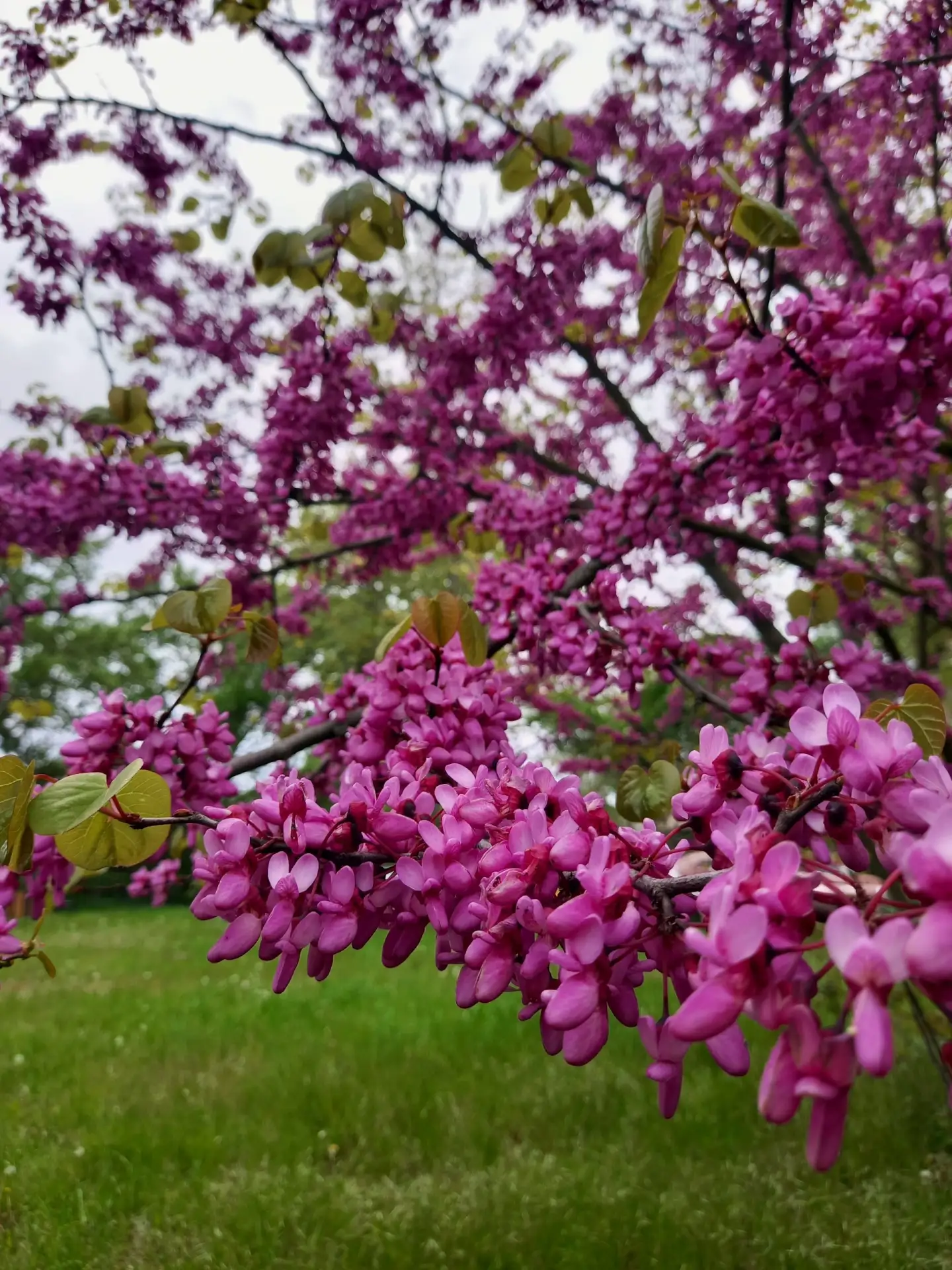 🌸 Минутка просвещения: дерево, которое заставляет замедлиться
