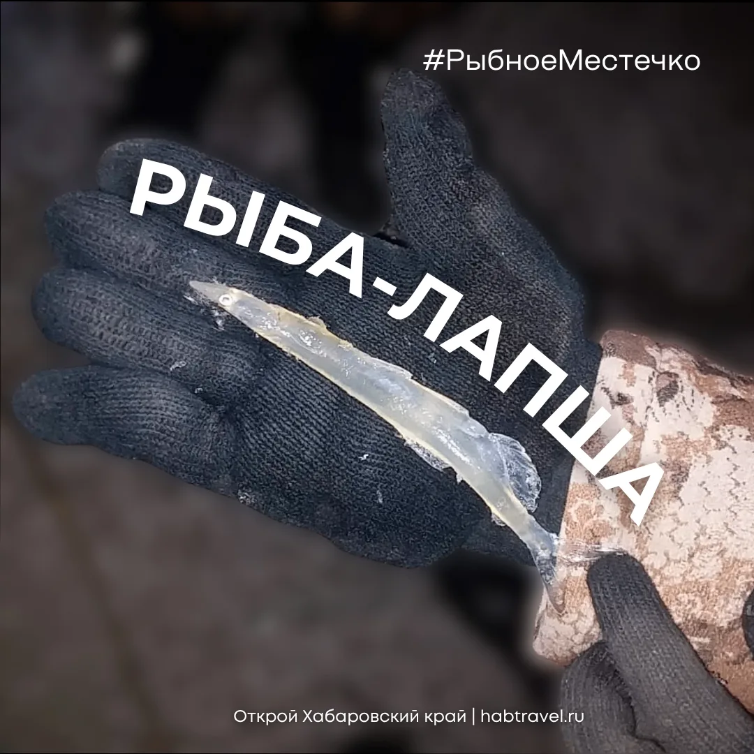 Знакомьтесь – рыба-лапша!
