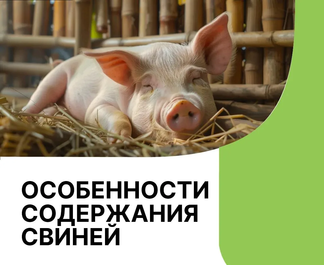 Памятка для владельцев по правилам содержания свиней