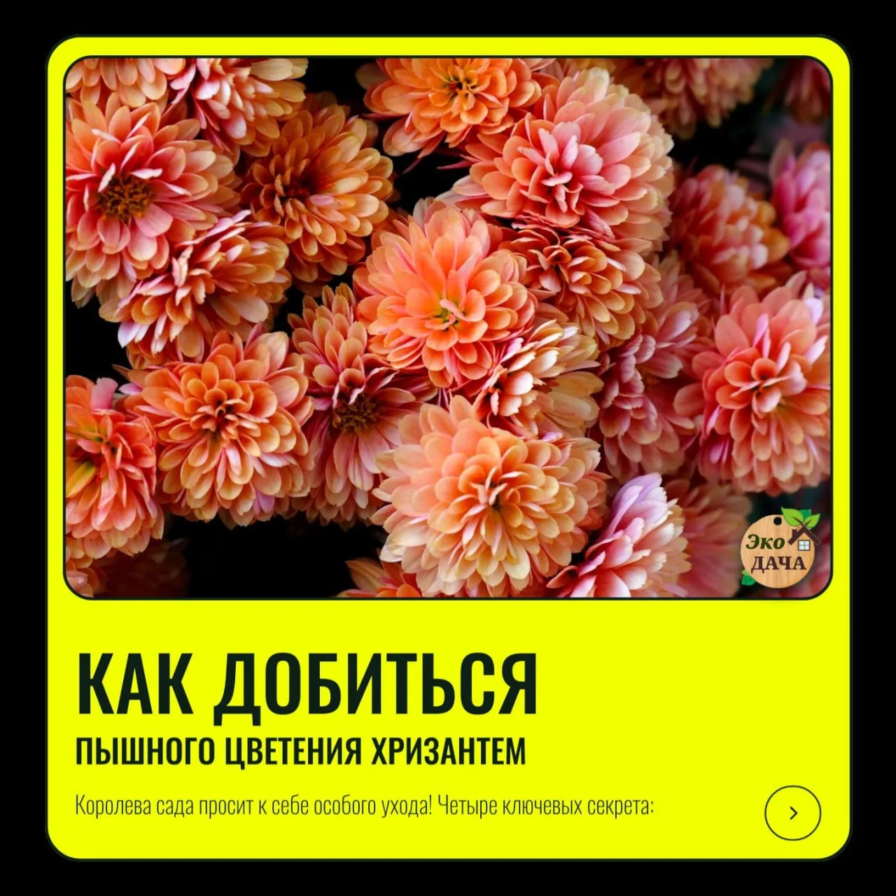 Как добиться пышного цветения хризантем: советы садоводов🌺👩‍🌾