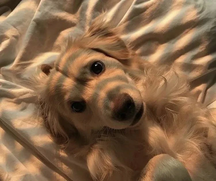 Сегодня — Всемирный день защиты животных 🐶