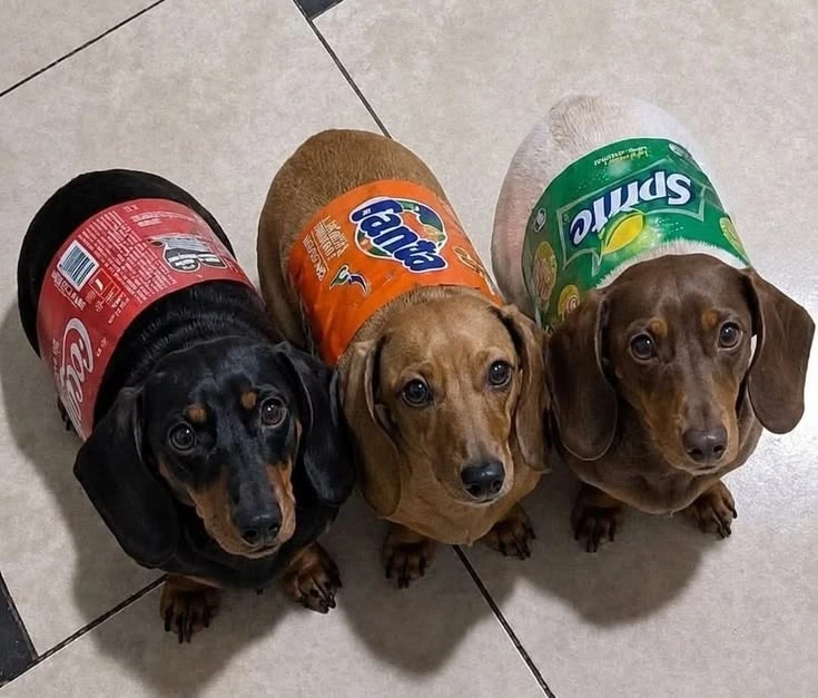 парные аватарки с таксами | paired avatars with dachshunds