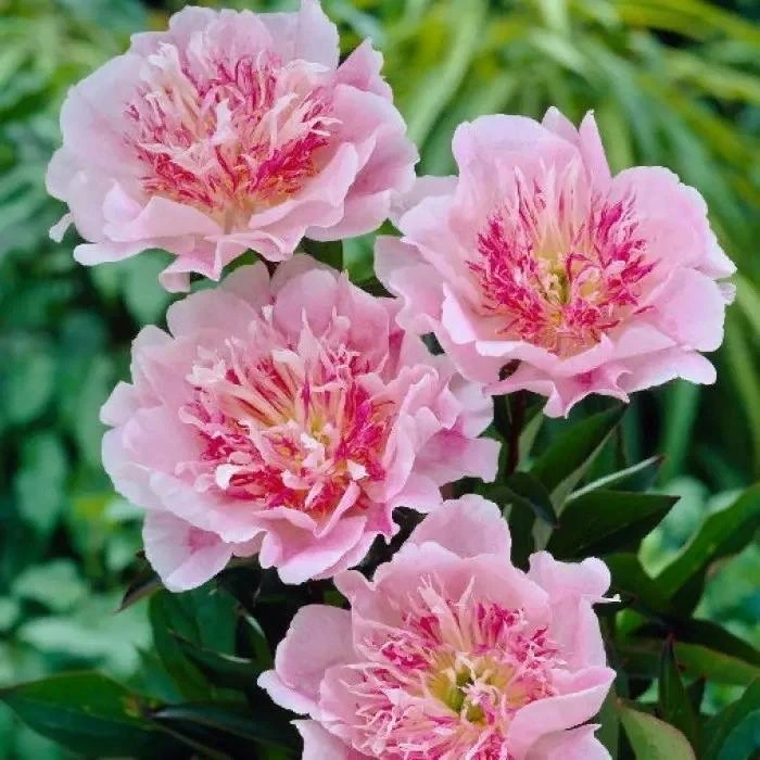 Пион «Ду Телл» 🌸
Сорт пиона «Ду Телл» любит солнце, может перенести ажурную тень или небольшое зате