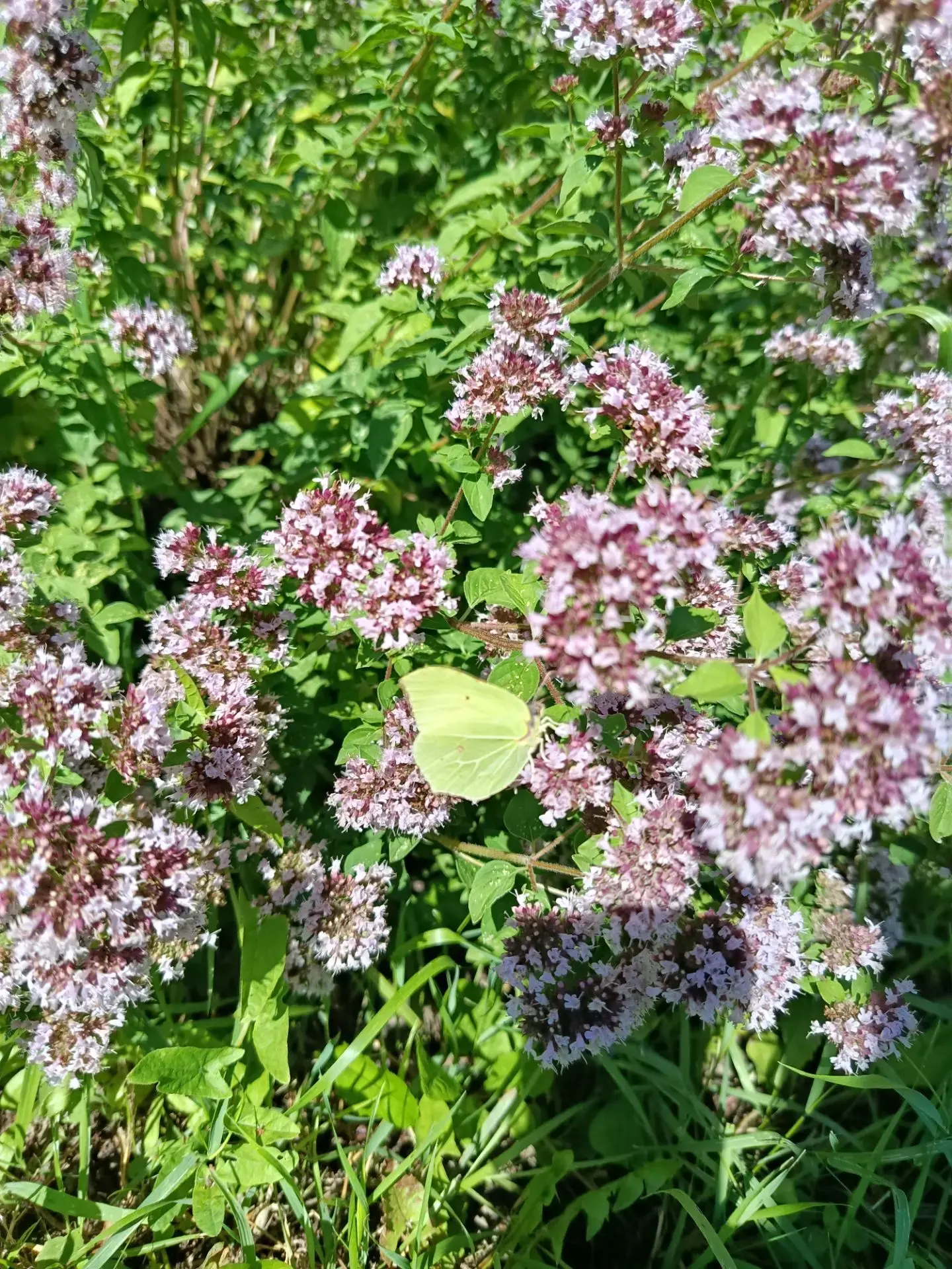 🌺 РАСТЕНИЯ НАШЕГО БОТАНИЧЕСКОГО САДА  🌺