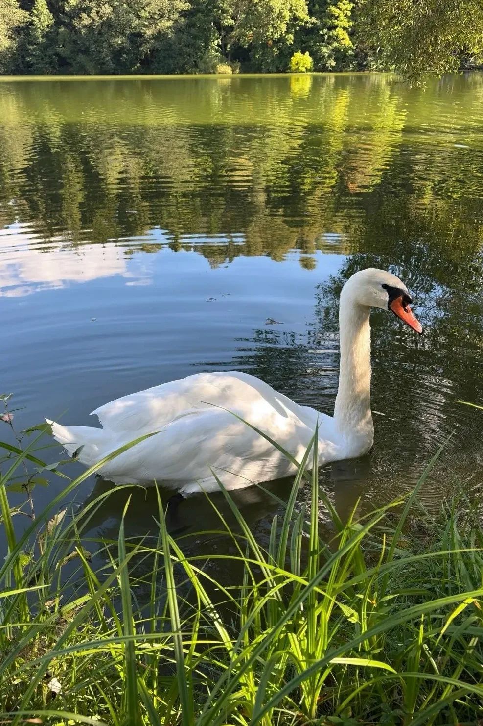 В Сенницах 🦢