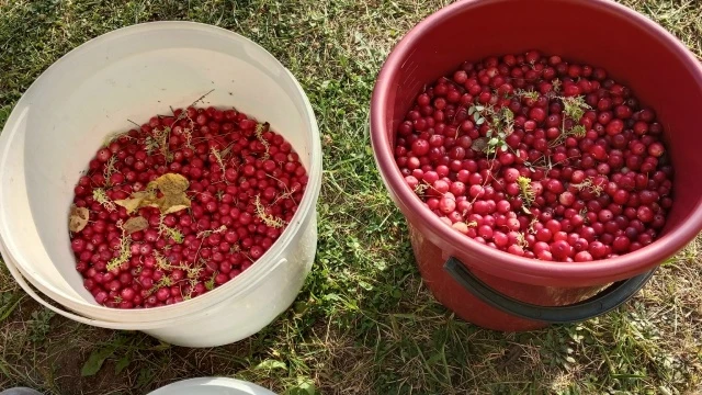 Продам клюкву литр 500 р или 800 р килограмм .