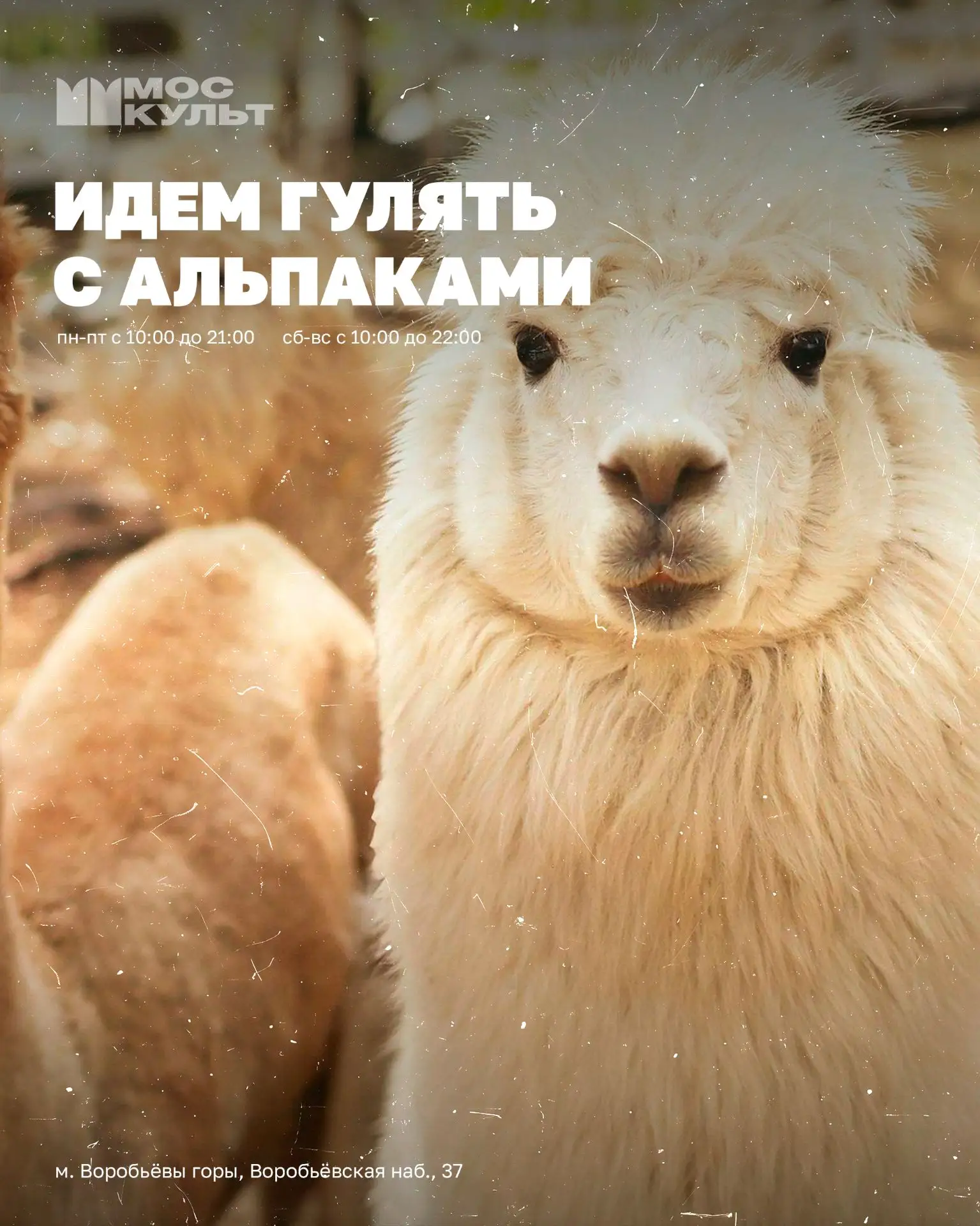А вы знали, что в Москве можно встретиться с альпаками? 🥹