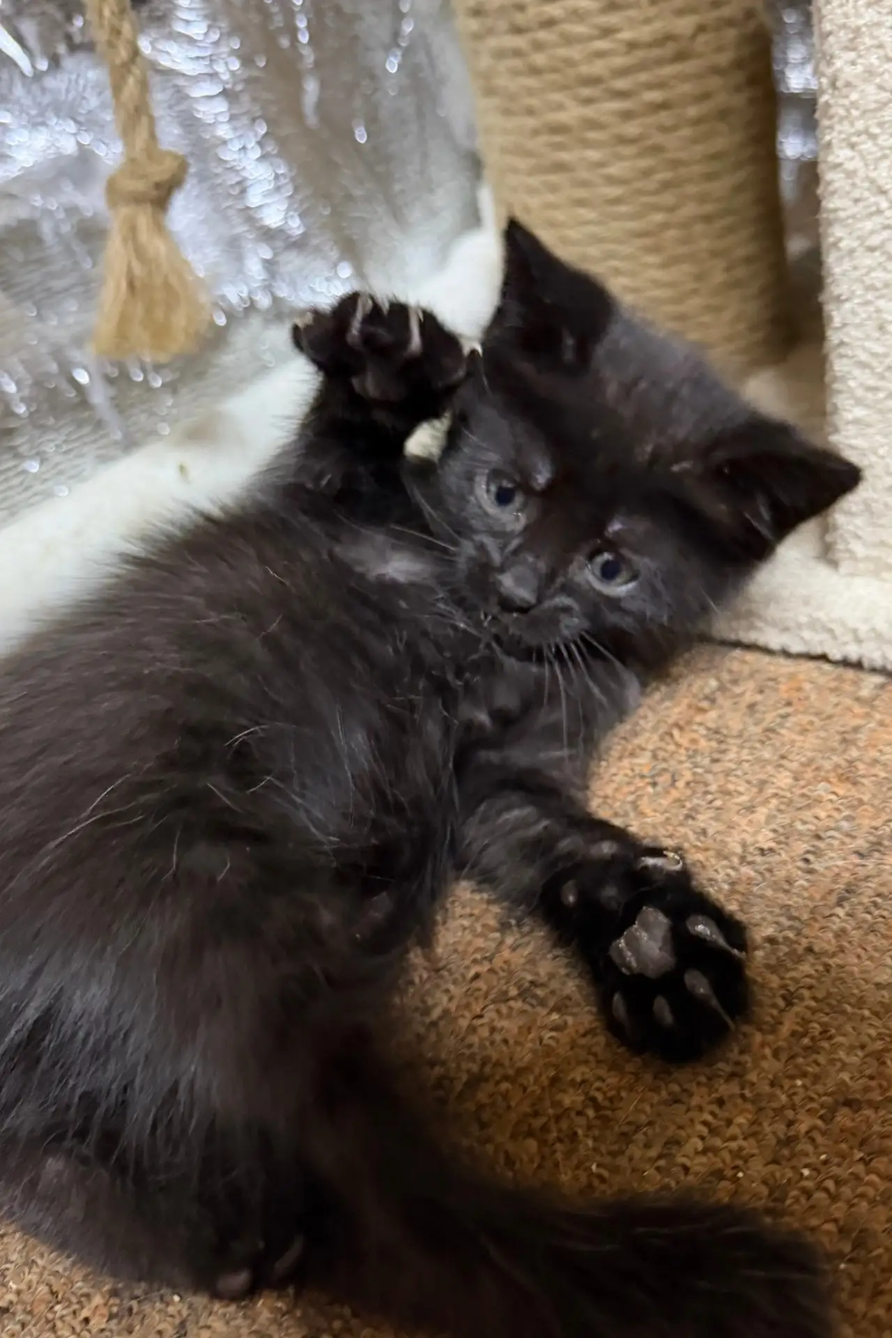 Отдаем двух котят : черный и черный с белым.
