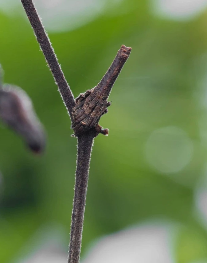 Видите паука на этой фотографии? А он есть! 🕷