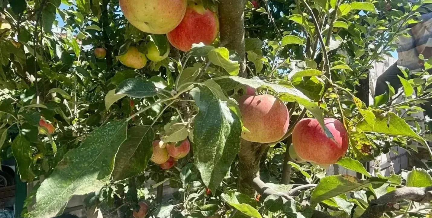 🍎🍏 Как спасти яблоню от гнили: простой раствор для защиты плодов. Советы от специалис...