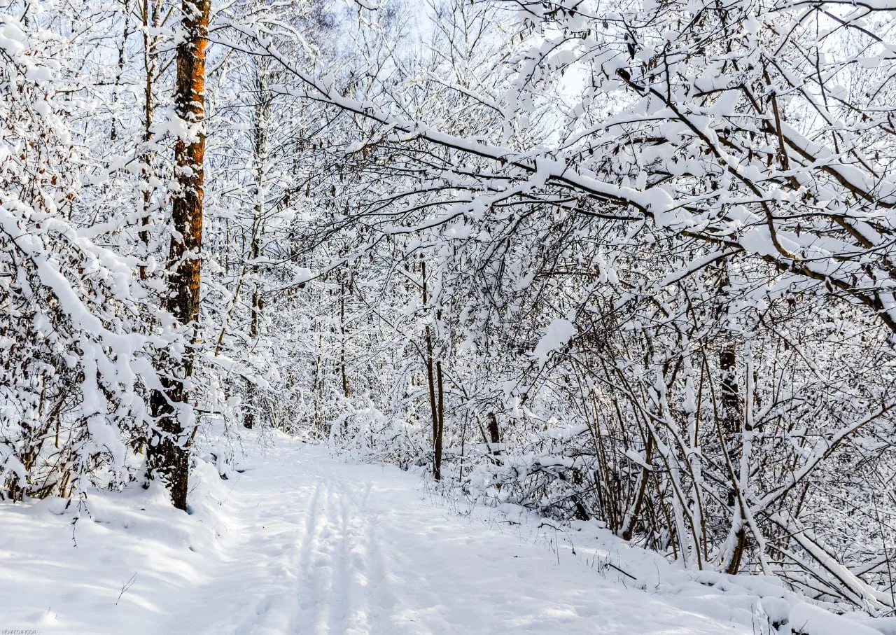 ❄️Всем замечательного дня!  https://t.me/vdv_volkov_chat