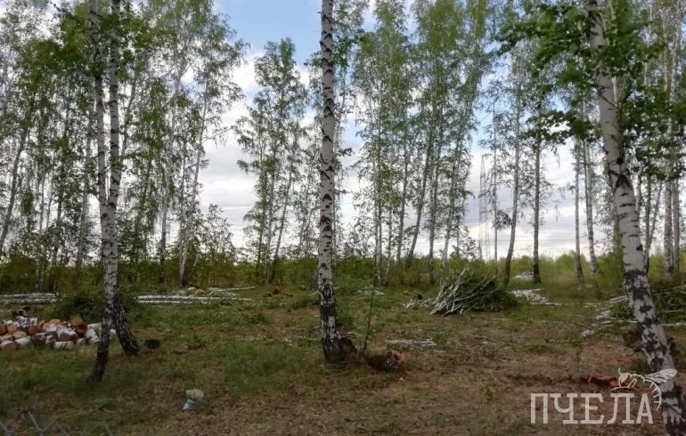 🌲 В Коркинском районе неизвестные незаконно вырубили 46 берёз в защитных лесах.