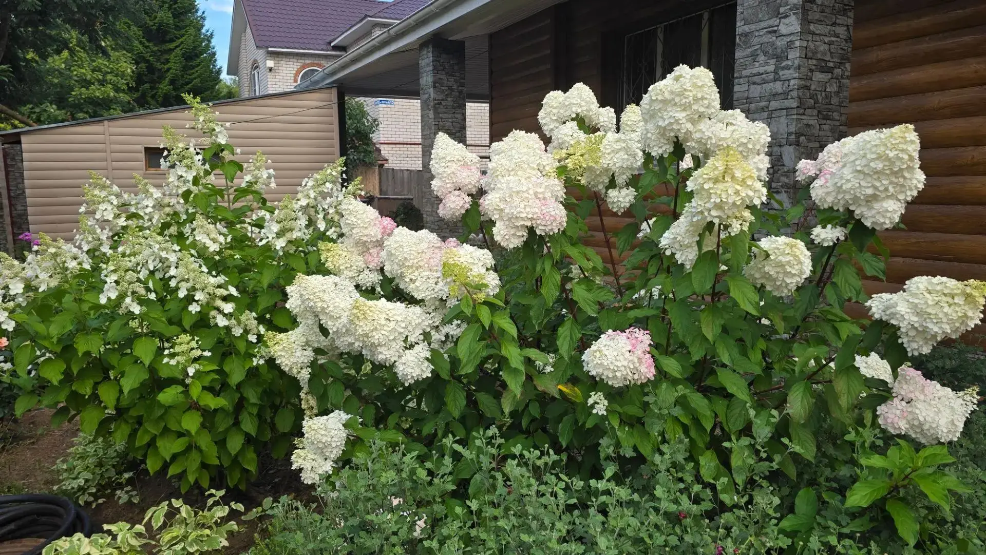 🤍🌸 Ванилла Фрайз — легенда, проверенная временем!