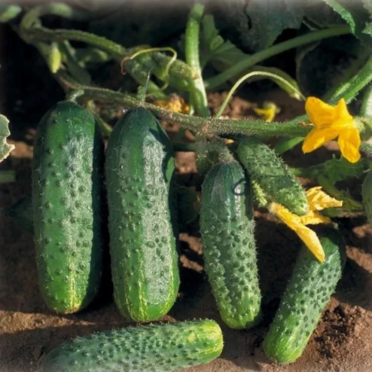 🥒 Почему огурцы бывают пустые внутри?