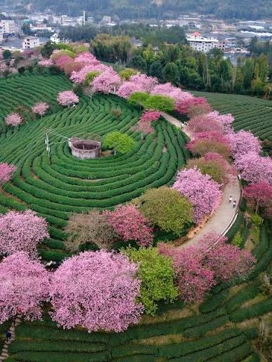 Сад сакуры Юнфу (Yongfu Cherry Blossom Park), расположенный в городе Чжанпин, провинция Фуцзянь, Кит