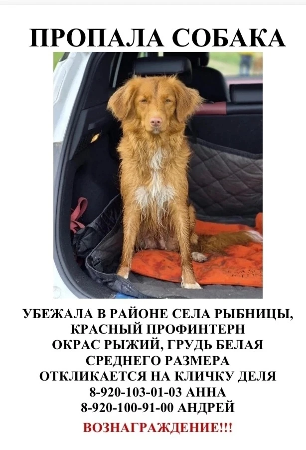 Друзья, расширяем географию поиска! 
Деля может находиться в Ярославле!!!
Если вы увидели похожую со