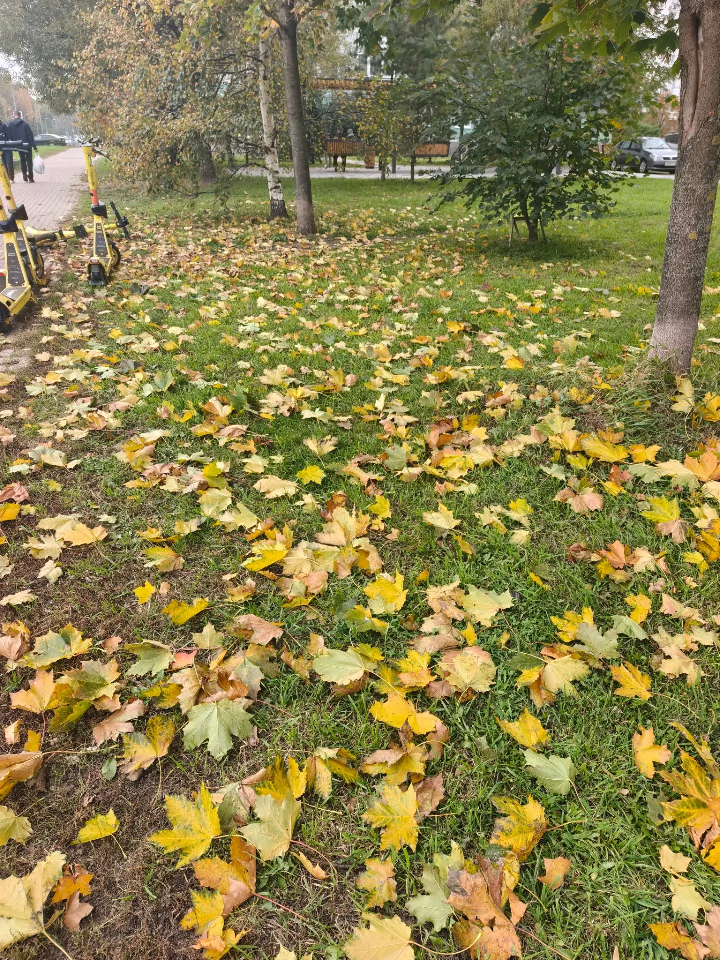 Осенние пейзажи Осинки 🍂