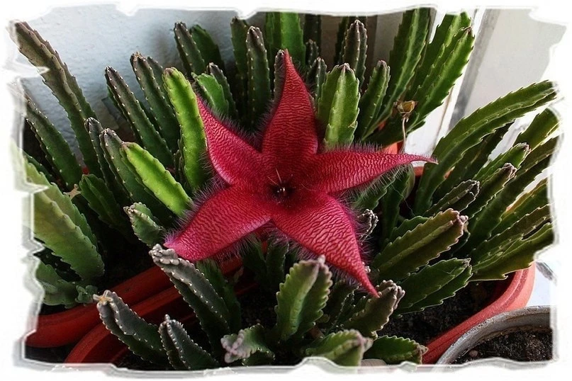 Стапелия - Stapelia  
Семейство: Ластовневые - Asclepiadaceae  
Родина: Южная Африка  
Легкость выра
