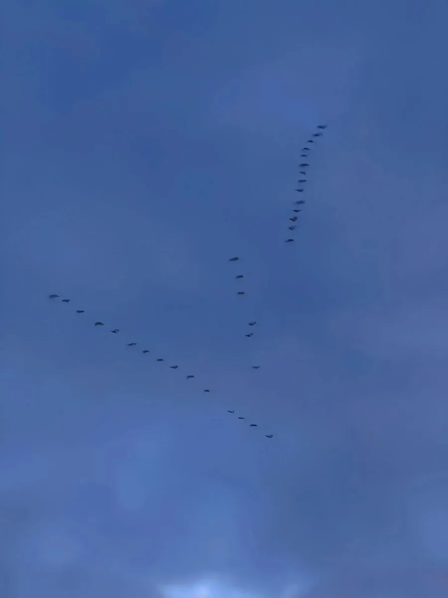 Птицы полетели в теплые края 🐦