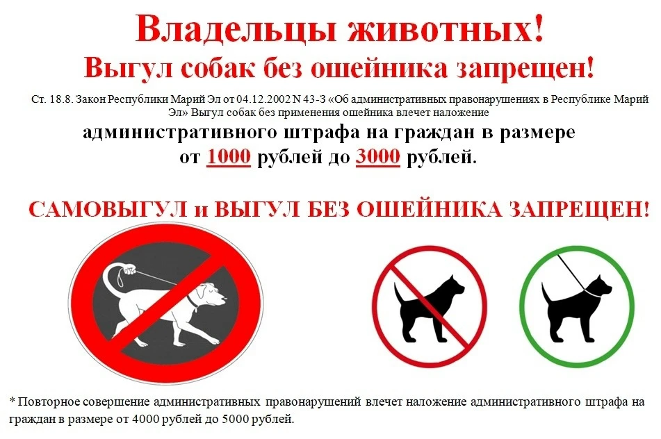 «Мы в ответе за тех, кого приручили»: как сделать прогулки с собакой комфортными и безопасными?💫  Вы