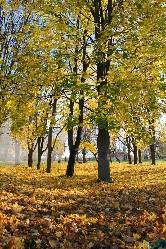 Есть в ранней осени свое очарованье...