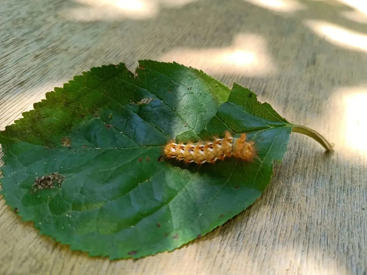 🐞 Наблюдение за насекомыми на прогулке🦋

Во время прогулки воспитанники нашей группы отправились в