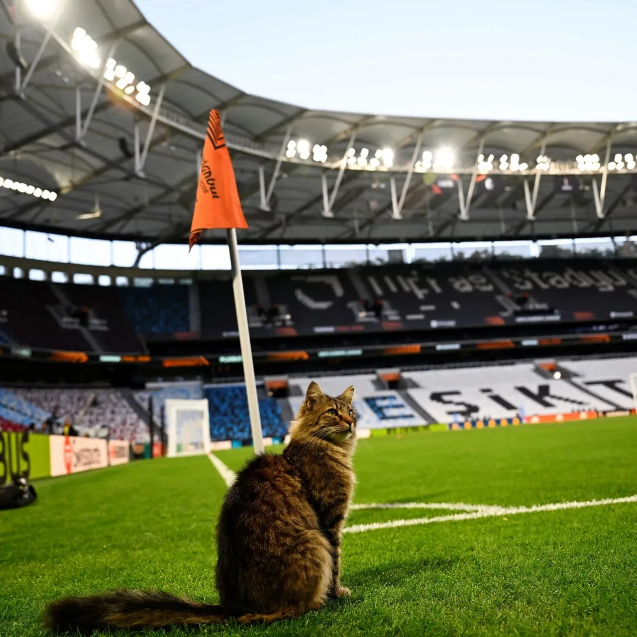 Газон пометили  🐱 Вот такой милотой УЕФА анонсировал сегодняшний финал Лиги Европы. Присутствие кота