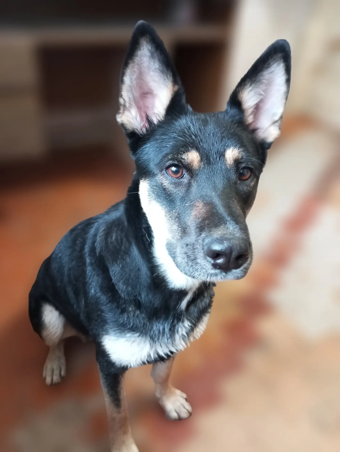 🐕Невероятная красавица Герда ищет дом!